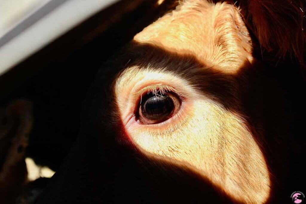 Cow taking a final peek at sunlight