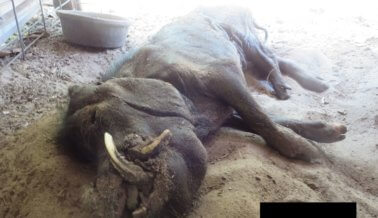 Cerdos Famélicos, Mutilados y Abandonados a la Muerte en el Lugar de ‘Rescate’ de Darlynn’s Darlins