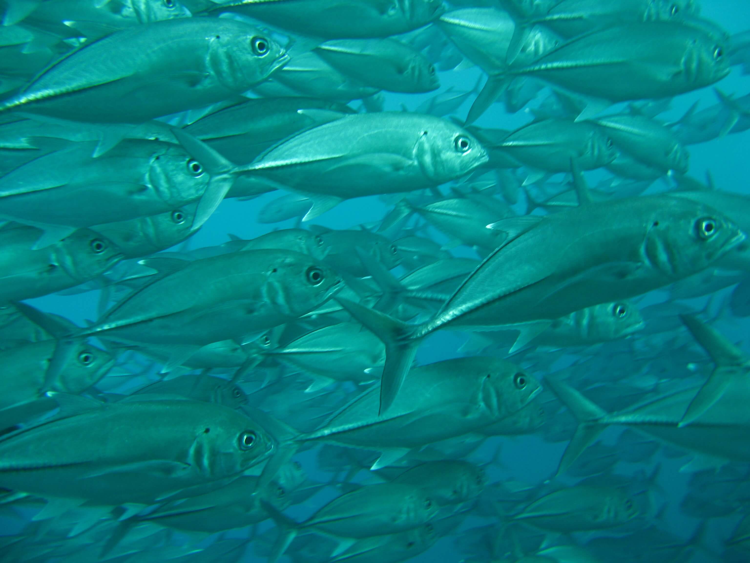 Peces y otros animales marinos usados como alimento - About - PETA Latino