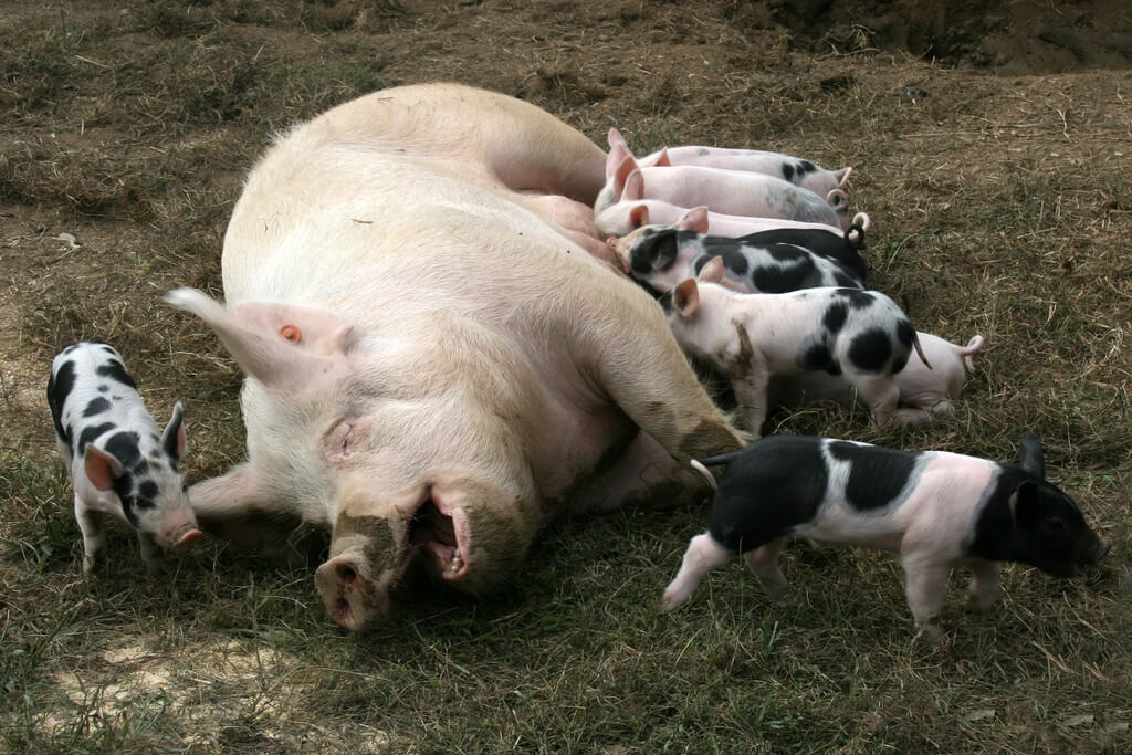 Flickr grateful pig mom nursing her babies