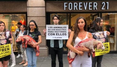 PETA Latino Lleva a Ciudad de México su Campaña Antilana Contra Forever 21