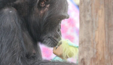 Después de años de maltrato, esta chimpancé encuentra alegría en muñecos de troll