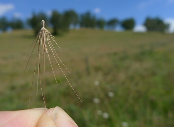 Foxtails one