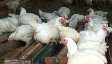Cambia la Crueldad Hacia los Pollos por Estos ‘Eggcelentes’ Huevos Veganos