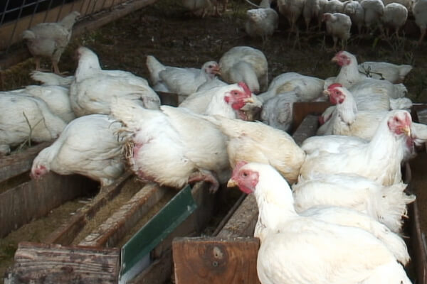 Las gallinas en estas barracas inmundas se consideran como “gallinas camperas”.