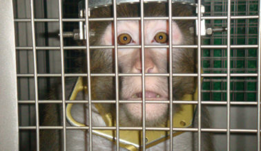 Experimentadores Pierden Los Escrúpulos, Animales Sufren, Mueren