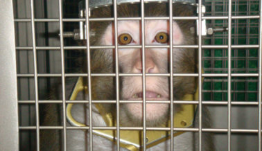 Experimentadores Pierden Los Escrúpulos, Animales Sufren, Mueren Experimentadores Pierden Los Escrúpulos, Animales Sufren, Mueren