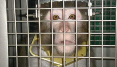Mono con quemaduras graves en experimento fallido
