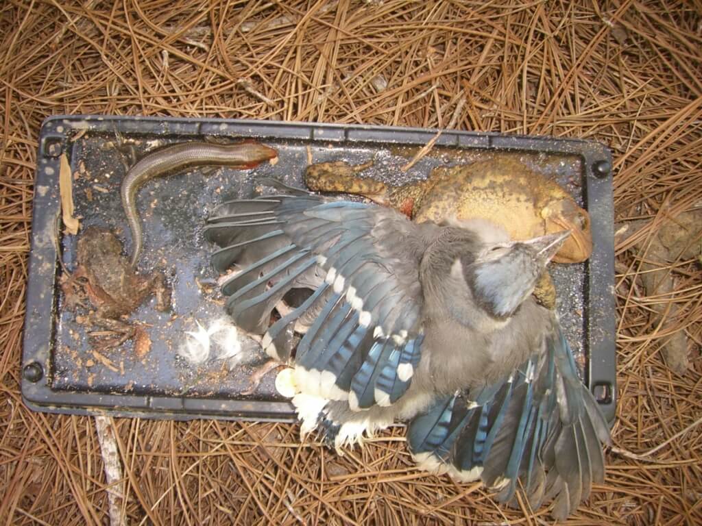 Petición gramática Diplomático 6 Pasos Para Salvar Animales Atrapados en Trampas de Pegamento - Action Alert - PETA Latino Petición gramática Diplomático 6 Pasos Para Salvar Animales Atrapados en Trampas de Pegamento - Action Alert - PETA Latino