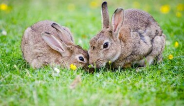 ¡Victoria! Se detienen los experimentos que destruían la columna vertebral de conejos expuestos por PETA