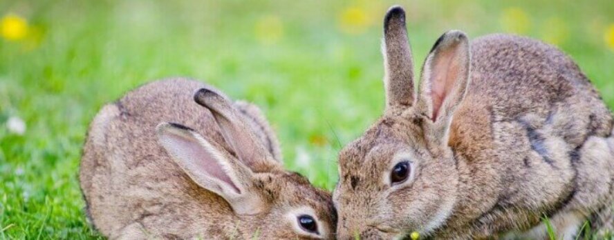 ¡Victoria! Se detienen los experimentos que destruían la columna vertebral de conejos expuestos por PETA
