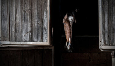 Actúa: 8 Caballos MURIERON en un Contenedor Transportador de Acero Actúa: 8 Caballos MURIERON en un Contenedor Transportador de Acero