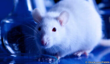 El Estrés en Ratones y Ratas ha Demostrado Comprometer los Resultados de Experimentos, Sugiere Nuevo Estudio