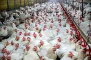 gallinas en una fabrica encerradas