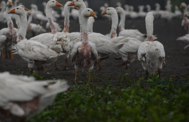 Geese down feathers 2