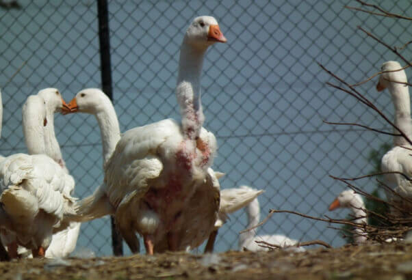 Geese down feathers 5