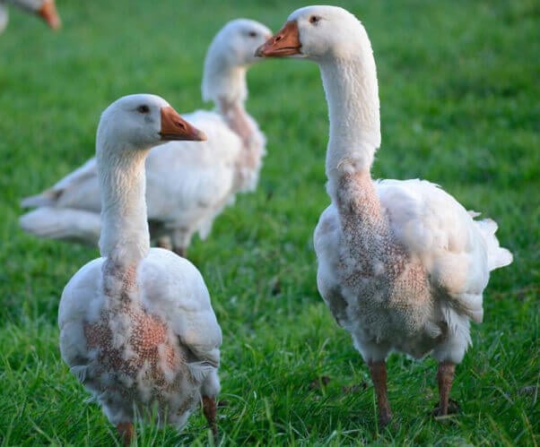 Geese down feathers