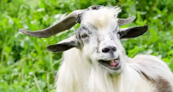 Goat_iStock