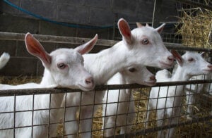 male baby goats