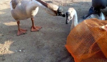 El momento en que estos gansos se dijeron adiós te romperá el corazón