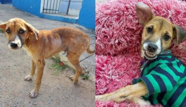 PETA Latino esterilizó a 499 animales en México, y trajo de vuelta a un cachorro afortunado