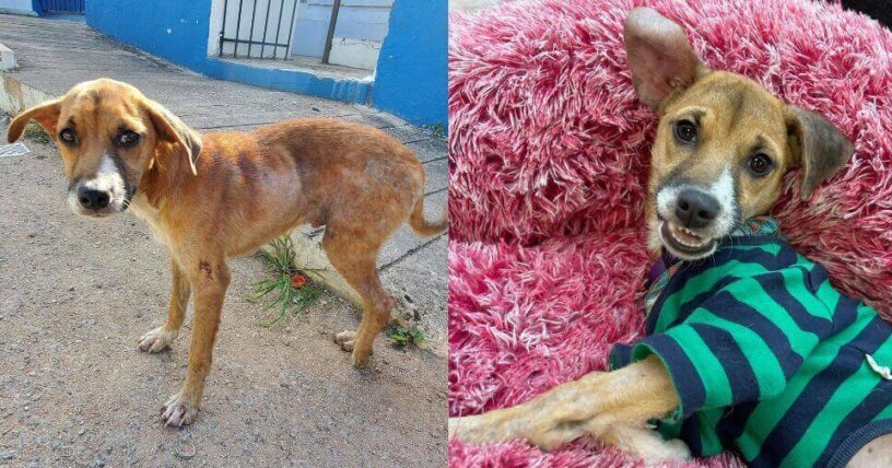PETA Latino esterilizó a 499 animales en México, y trajo de vuelta a un cachorro afortunado