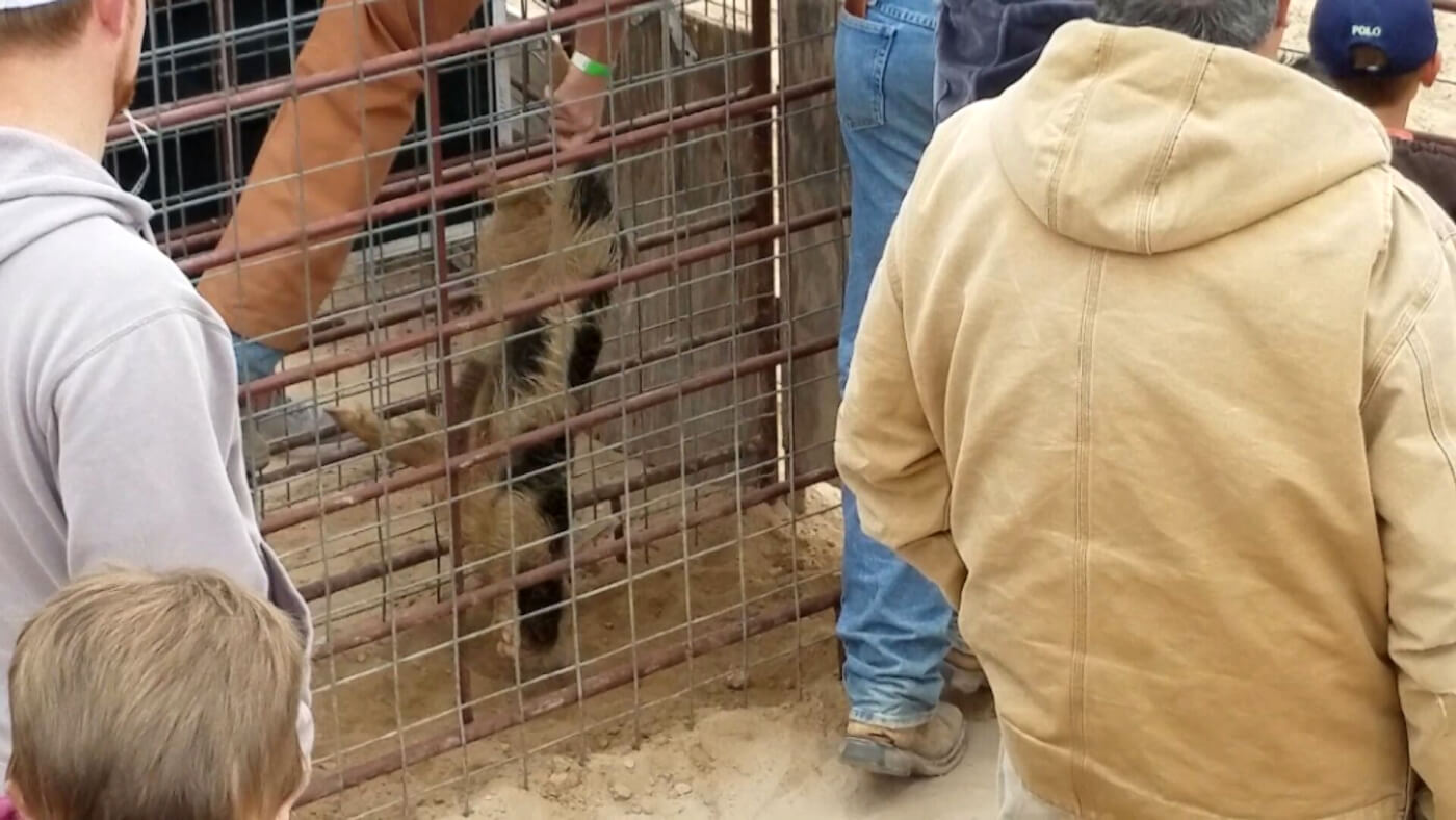 Wild young pigs and piglets were violently dragged by the legs.