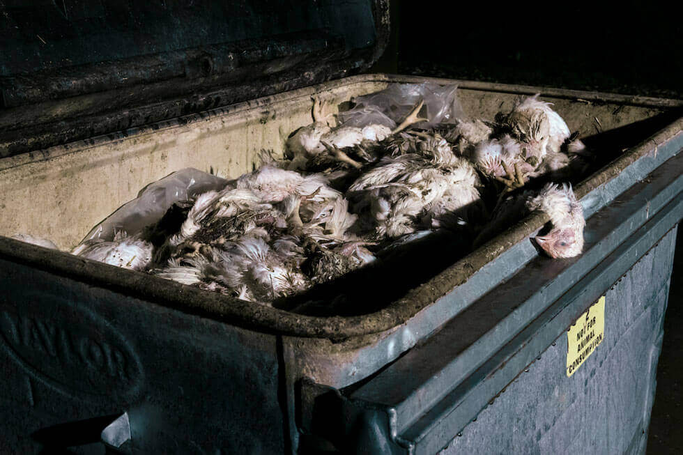 Pollos muertos granja de pollo UK
