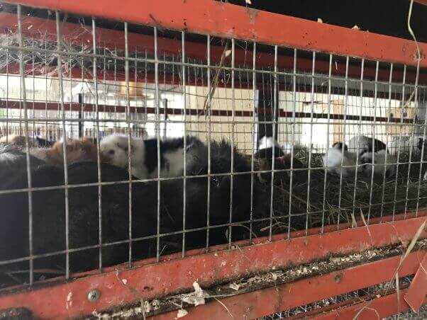 guinea pigs in filthy cages