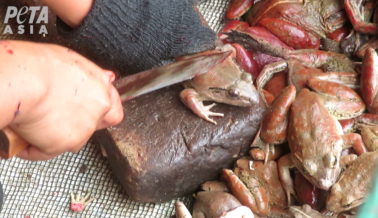 Exponiendo la crueldad despiadada en la industria de las ancas de rana