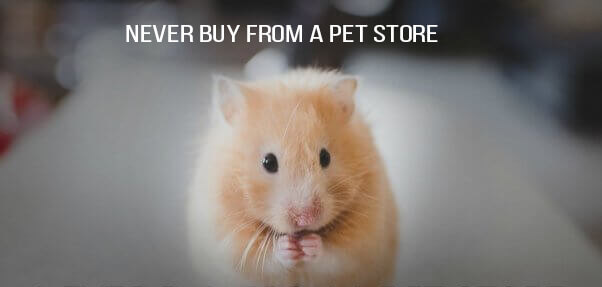 Hamster Peta Shareable 602x399 1 Hamster Peta Shareable 602x399 1