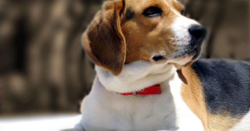 ¡PETA expuso el sufrimiento y ahora este infierno para beagles cerrará!