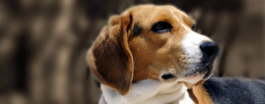 Seis beagles por fin descubren lo que significa vivir en libertad
