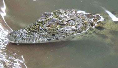 Caimanes Padecen Muertes Terribles en Texas