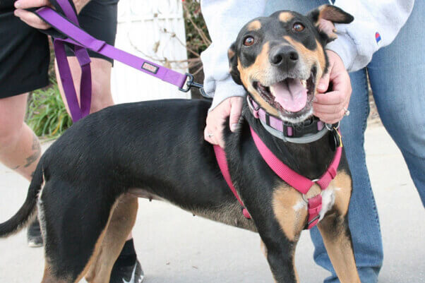 Holly-Berry-AfterCredit-Virginia-Beach-SPCA-602x401