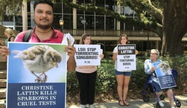 PETA Expone el Ridículo y Mortal Experimento de ‘Ciencia’ en Aves con Limpiador de Tuberías en LSU