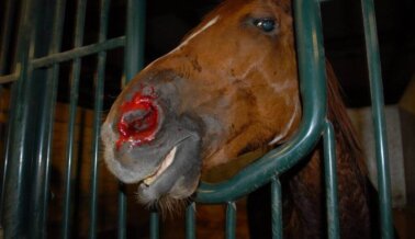 Maryland Prohíbe Fármaco Usado en las Carreras de Caballos Para Ocultar Hemorragia Pulmonar y Aumentar la Velocidad