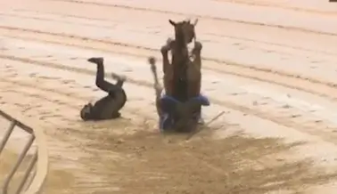 Video: Yegua de 2 años muere en una subasta, PETA presiona por cambios
