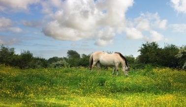 9 Fotos que harán que NUNCA te subas a un carruaje tirado por caballos