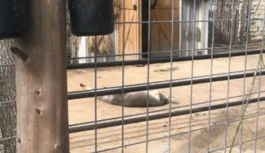Inspectores federales VUELVEN a citar a Houston Interactive Aquarium tras la muerte de una mara con heridas infestadas de gusanos