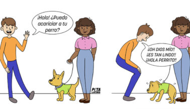 Lección Básica Sobre Cómo Saludar a un Perro: Lo Más Importante a Hacer y a Evitar