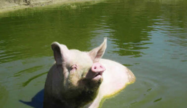 ¿A los cerdos les gusta nadar? ¡Te apuesto a que sí!