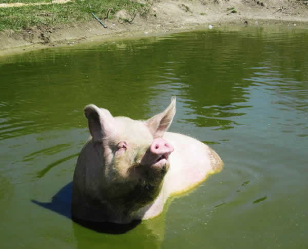 rescued pig swimming