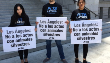 Llamamiento: Los Ángeles necesita prohibir los circos con animales silvestres