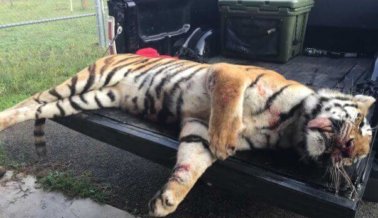 Fotos gráficas muestran a un tigre de Ringling Bros muerto a tiros.