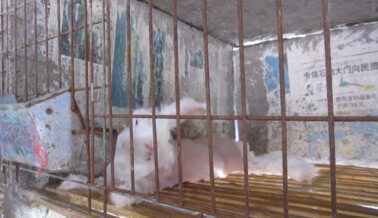 La moda no debería girar en torno a la crueldad: exige a REVOLVE que descarte la angora