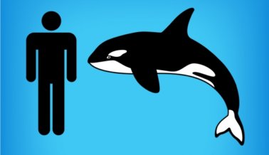 Sumérgete bajo el agua con la nueva experiencia de realidad virtual de PETA “I, Orca”