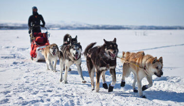 151 perros muertos y contando: PETA lleva la cuenta del saldo mortal del Iditarod