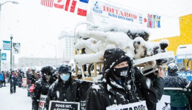 Musher del Iditarod 2022 Enfrentaría Cargos por Crueldad Animal Tras Dejar Perros Sueltos que Mataron al Perro de una Mujer
