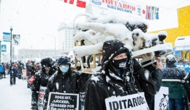 Musher del Iditarod 2022 Enfrentaría Cargos por Crueldad Animal Tras Dejar Perros Sueltos que Mataron al Perro de una Mujer